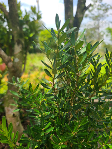 Boxwood plant in poly bag