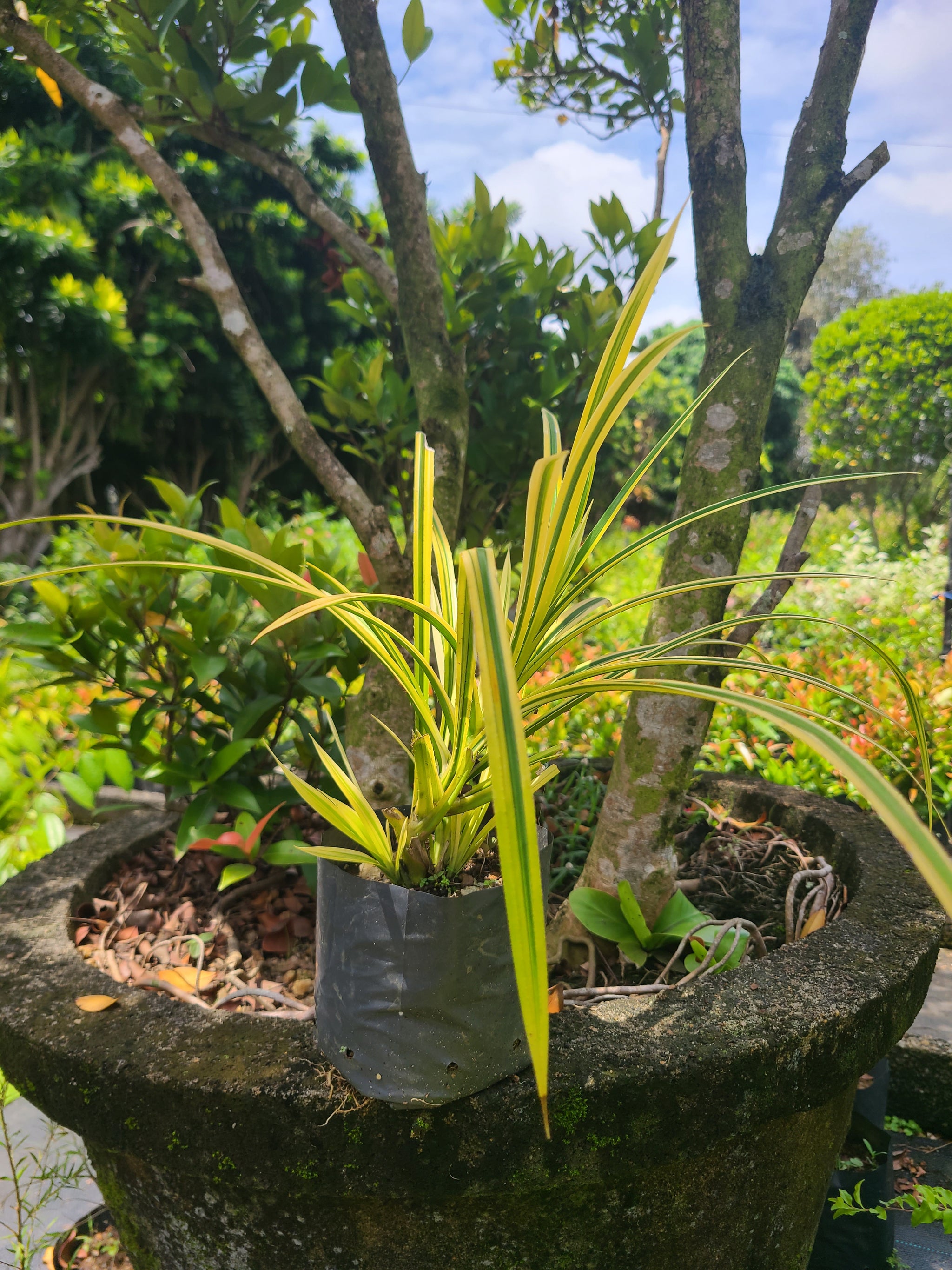 Pandan Kuning Yellow Plant in Poly Bag – Plants & Plants Supercentre