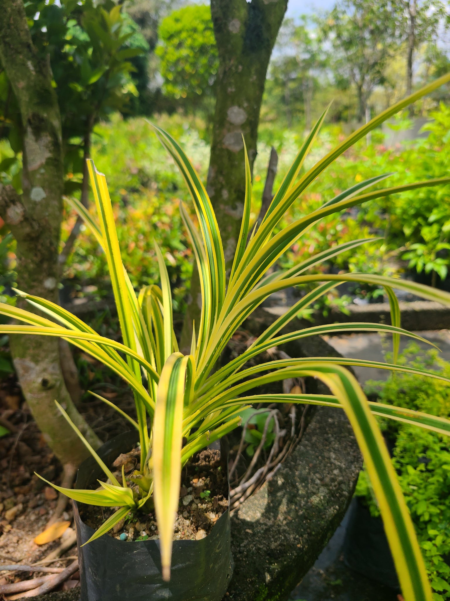pandan leaf plant seeds for sale Pandan Kuning Yellow Plant in Poly Bag – Plants & Plants Supercentre