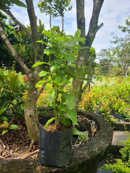 Silvia Plant in poly bag