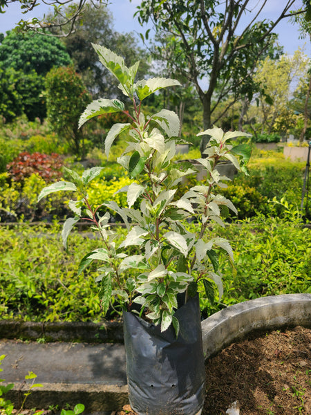 Hibiscus White leaves Plant In Poly Bags : 1 to 2 Feet (Plant Height)