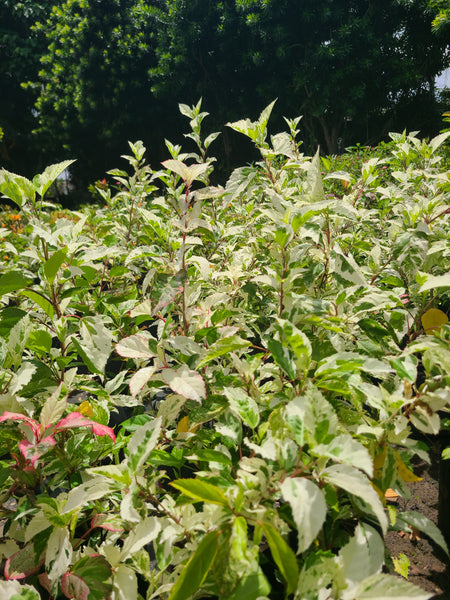 Hibiscus White leaves Plant In Poly Bags : 1 to 2 Feet (Plant Height)