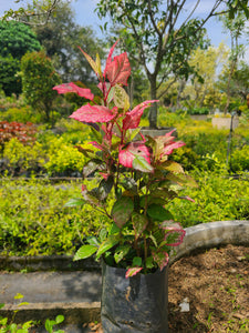 Hibiscus Plant In Poly Bags : 1 to 2 Feet (Plant Height)