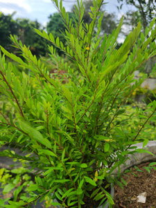 Phyllanthus Myrtifolius