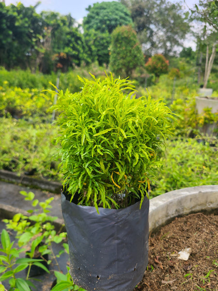 Evodia Yellow Plant in Poly Bags : 6 to 8 Inches (Plant Height)