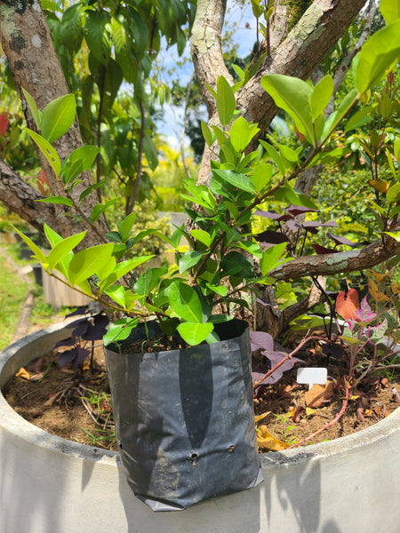 Cherry Plant in Poly Bags : 15 to 20 Inches (Plant Height)