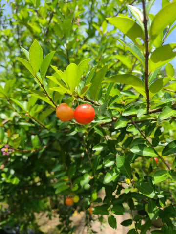 Cherry Plant in Poly Bags : 15 to 20 Inches (Plant Height)