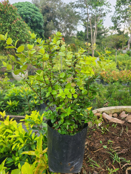 Cristina Round leaves