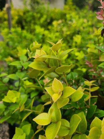 Cristina Round leaves