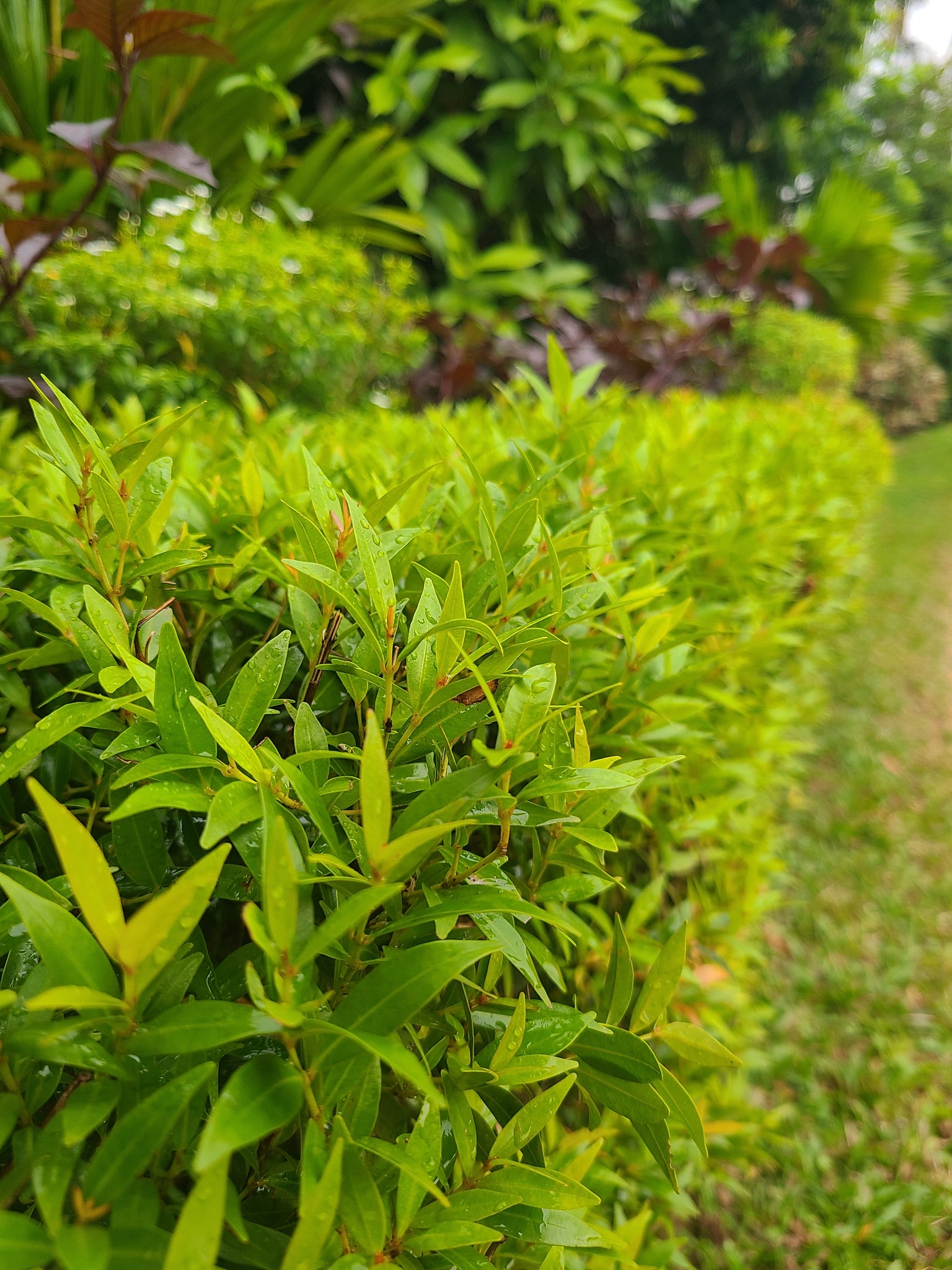 Cristina narrow leaves