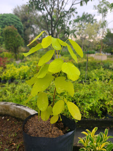 Kaha karada plant in poly bag