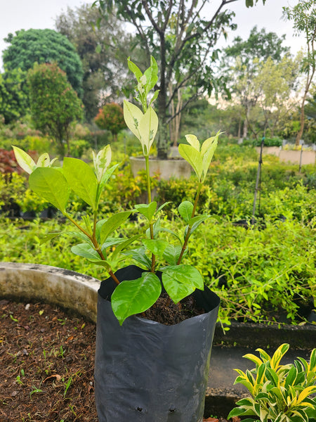 Gardenia Variegated