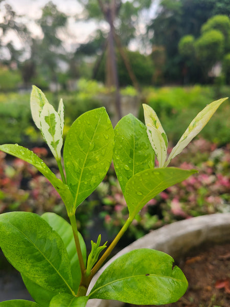 Gardenia Variegated