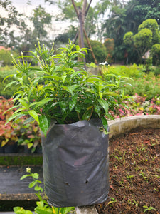 Evata Green Plant in Poly Bags