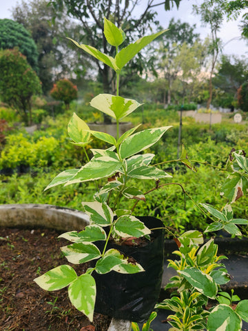 Sepalika Verigated Plant in Poly Bag : 1.5 to 2 feet (Plant Height)