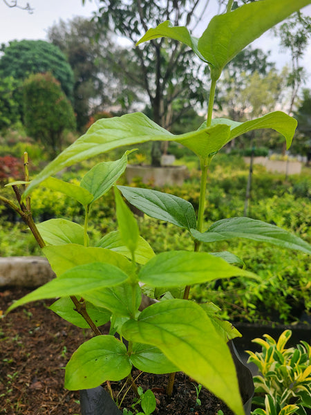 Sepalika Plant in Poly Bag : 1.5 to 2 feet (Plant Height)