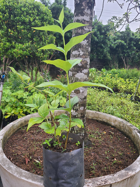 Sepalika Plant in Poly Bag : 1.5 to 2 feet (Plant Height)