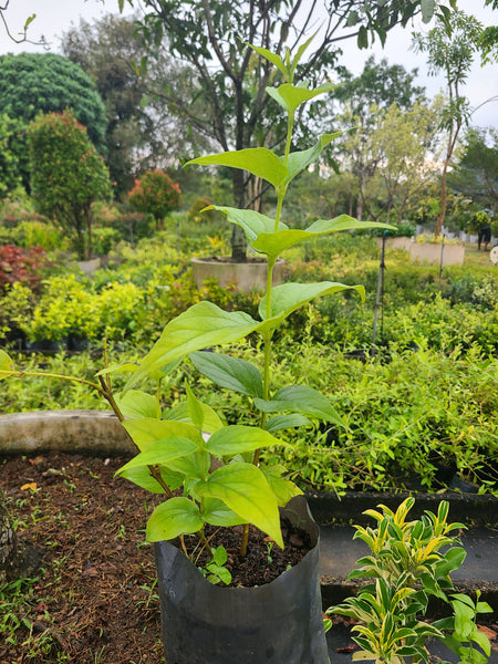 Sepalika Plant in Poly Bag : 1.5 to 2 feet (Plant Height)