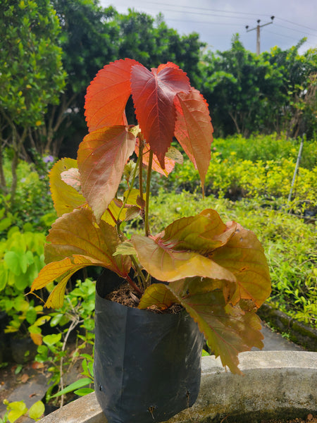 Acalypha wilkesiana Plant In Boly Bag