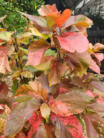 Acalypha wilkesiana Plant In Boly Bag