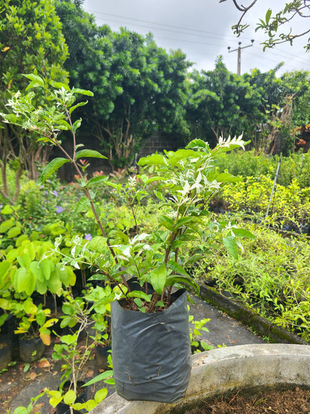 Variegated Wrightia Religiosa plant