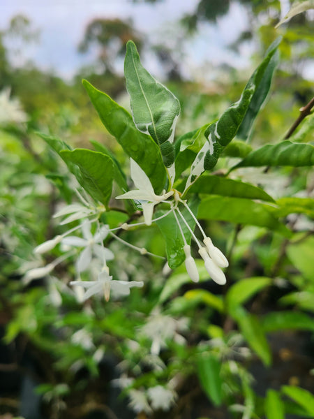 Variegated Wrightia Religiosa plant