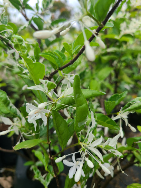 Variegated Wrightia Religiosa plant