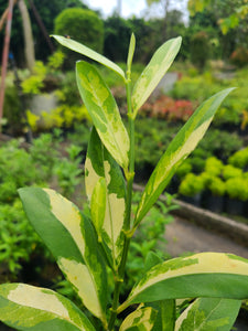 Excoecaria Verigated plant