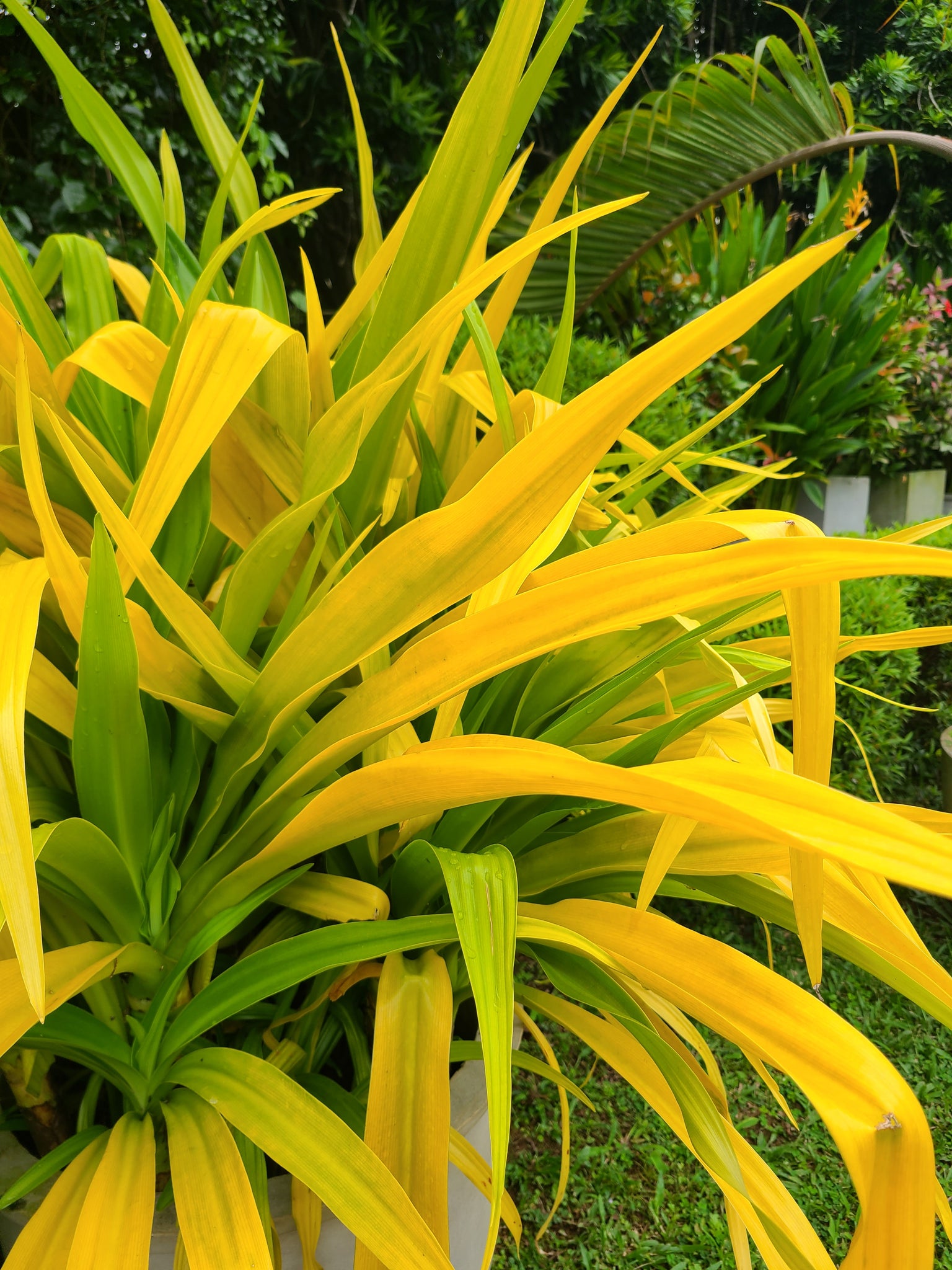 Golden Crinum Plant In Poly Bag