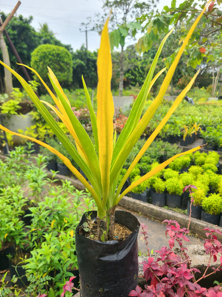 Golden Crinum Plant In Poly Bag