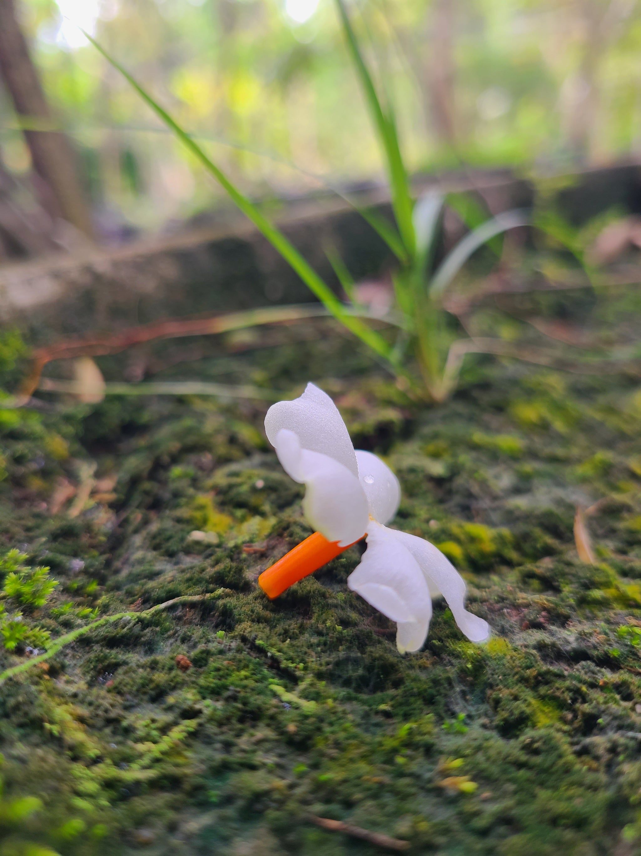 Sepalika Flower Plant