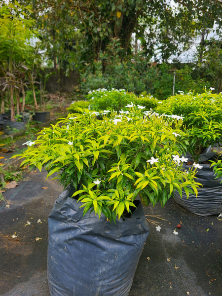 Evata Yellow Plant In Poly Bag