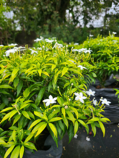 Evata Yellow Plant In Poly Bag