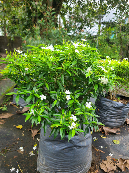 Evata Green Plant In Poly Bag