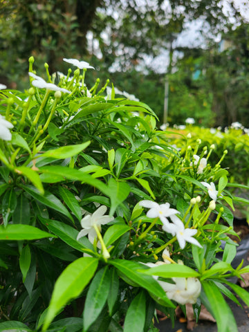 Evata Green Plant In Poly Bag