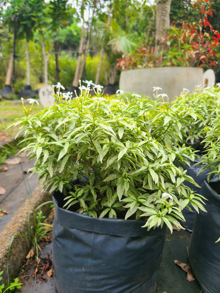 Evata Silver Plant In Poly Bag