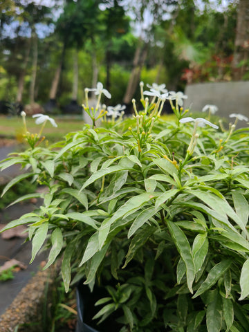 Evata Silver Plant In Poly Bag