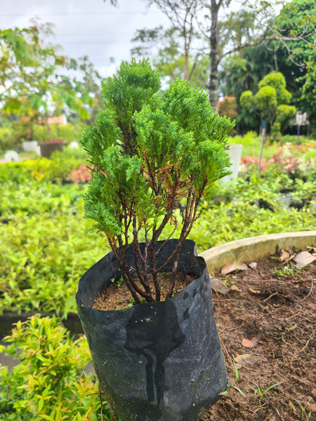 Cypress Plant in Poly Bags : 10 to 12 Inches (Plant Height)