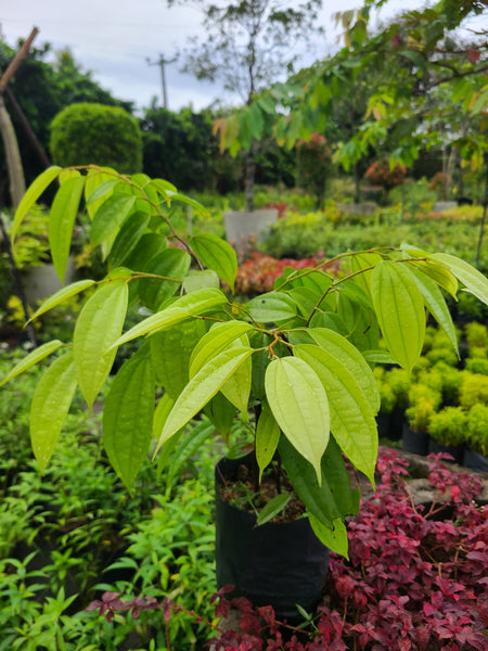 Bahumaniya Plant in Poly Bag