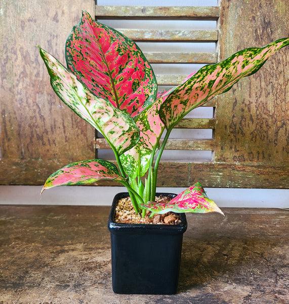 Aglaonema Red Joy