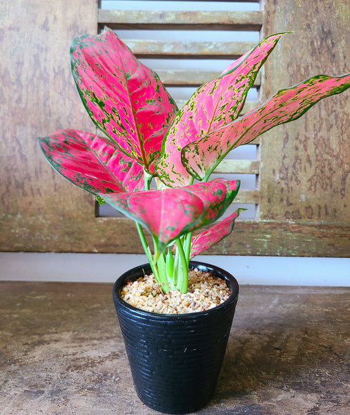 Aglaonema Red Joy