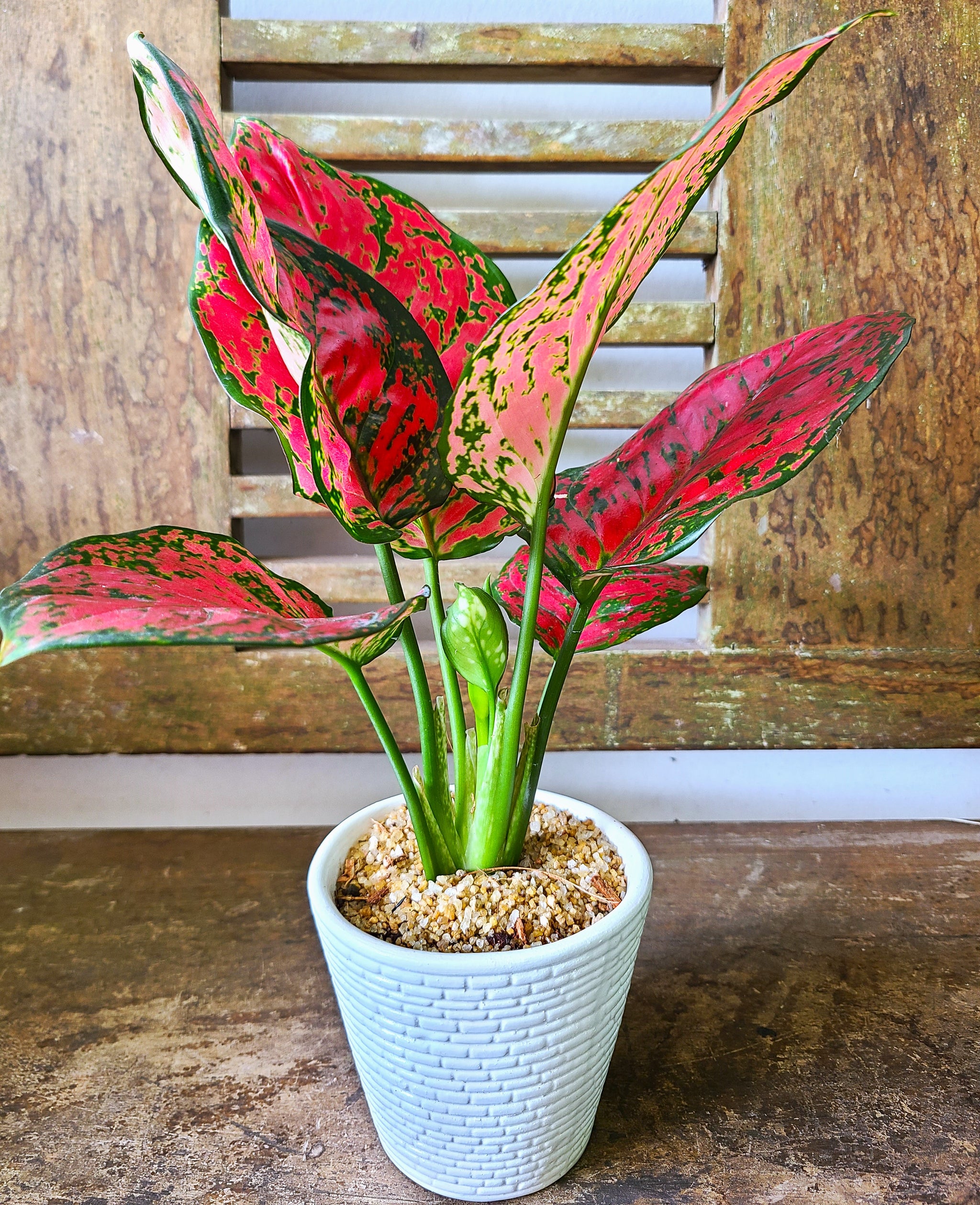 red ruby aglaonema Aglaonema Red Joy Plant in Ceramic Pots – Plants & Plants Supercentre
