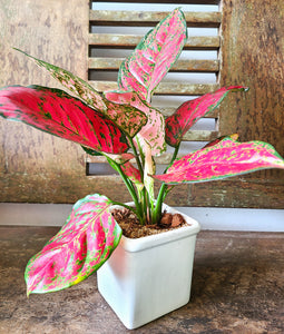 Aglaonema Red Joy Plant in Ceramic Pots