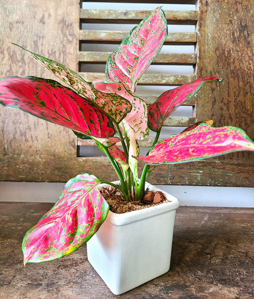 Aglaonema Red Joy