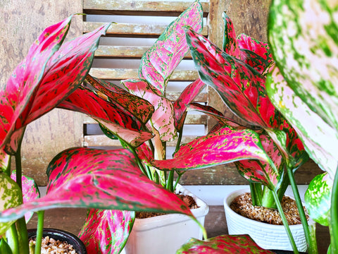 Aglaonema Red Joy