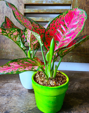 Aglaonema Red Joy
