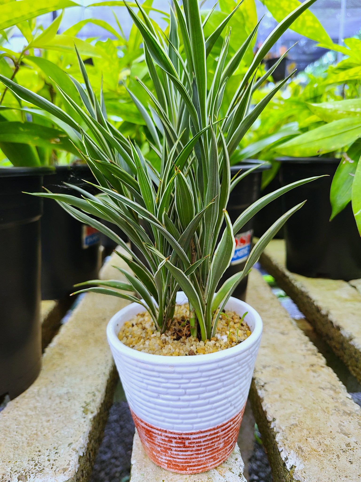 Dracaena Sanderiana 'celes'