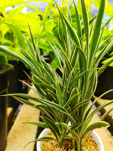 Dracaena Sanderiana 'celes'