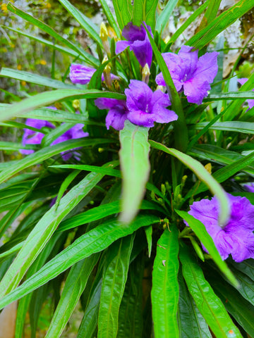 Ruellia simplex Plants in Plastic Pot : 10 to 12 Inches (Plant Height)