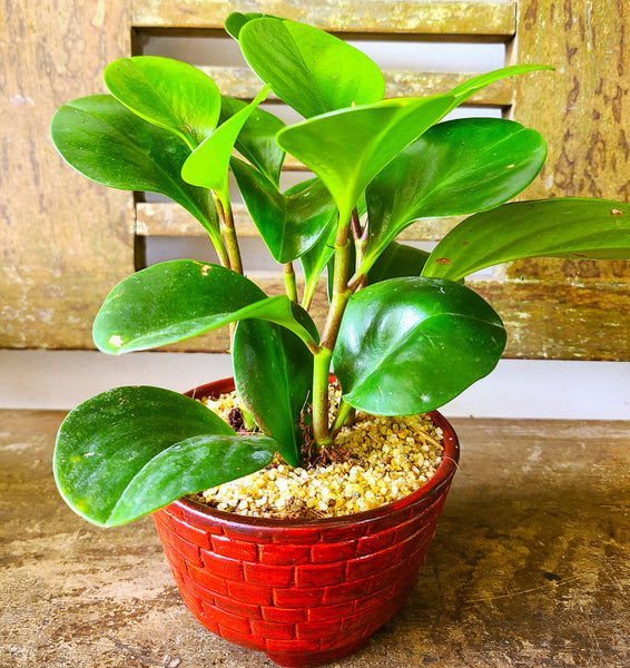 Peperomia Plant